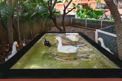 a group of ducks in a pool of water at Lemon Tree Suites, Whitefield, Bengaluru in Bengaluru