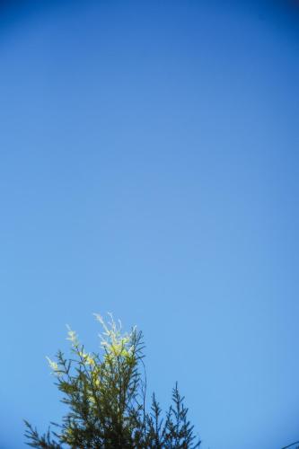 a tree with a blue sky in the background at Shu Sia in Hengchun