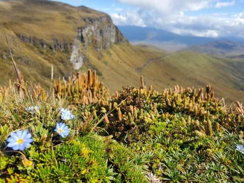 a view of a mountain with blue flowers on it at Suite Hostal El Trébol 2 habitaciones in Latacunga