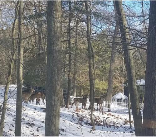 a group of deer walking through the woods in the snow at Indoor Pool near Grand Haven with Lake Michigan Beach! in Norton Shores