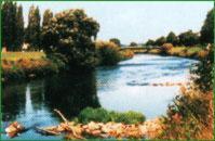 a painting of a river with a tree in the middle at Land-gut-Hotel Zur Lochmühle in Penig