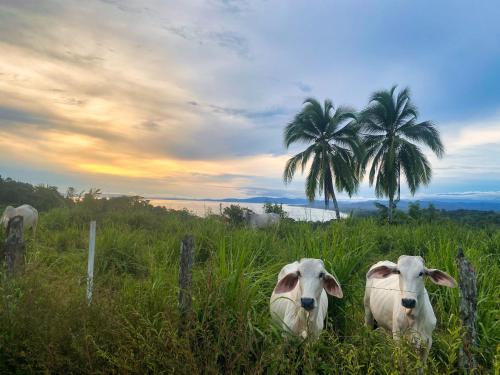 two sheep standing in a field with a fence at Brahman Bungalows on Pavones Point in Pavones