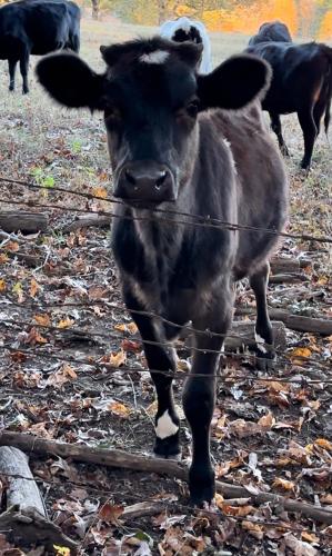 Animales en la casa o chalet o alrededores