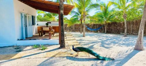 a peacock on the beach near a house at Casa Celeste in Atins