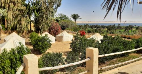 Tunis Tone – Photos 4