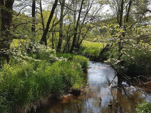 a stream in a field with grass and trees at Eifel Farmhouse Retreat in Auw