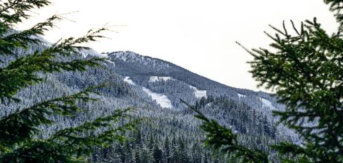 a mountain covered in snow and trees at Ravencrest by Outpost Whistler in Whistler