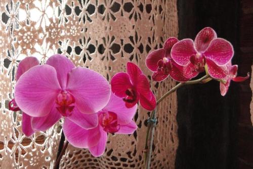 a group of pink flowers in a vase next to a curtain at Pousada do Oasis in Morretes