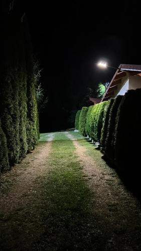 a row of hedges at night with a street light at Studiouri Valisoara in Vălişoara