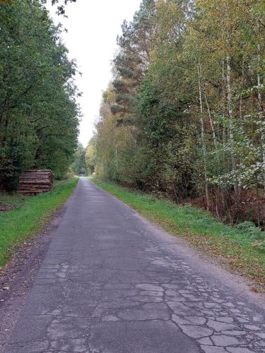 an empty road with trees on either side at Ferienwohnung am Drömling Südheide - Kurt in Bergfeld