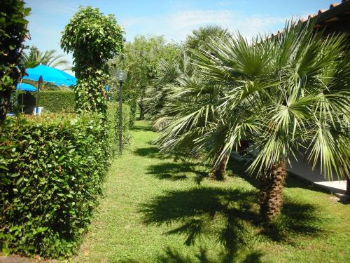 a garden with a palm tree and bushes at B&B Da Pio in Pietrasanta