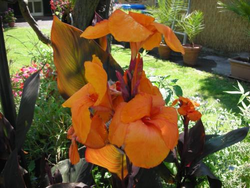 a group of orange flowers in a garden at B&B Da Pio in Pietrasanta