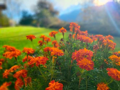 a field of orange flowers in a field of grass at B&B Villa Claudia in Lavena Ponte Tresa