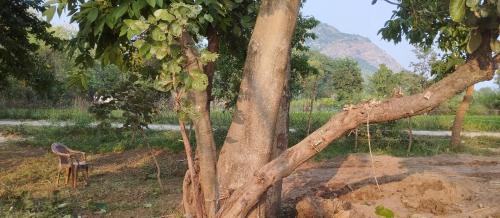 a tree that has been uprooted from a field at PALASH Pahar Resort in Jhalida