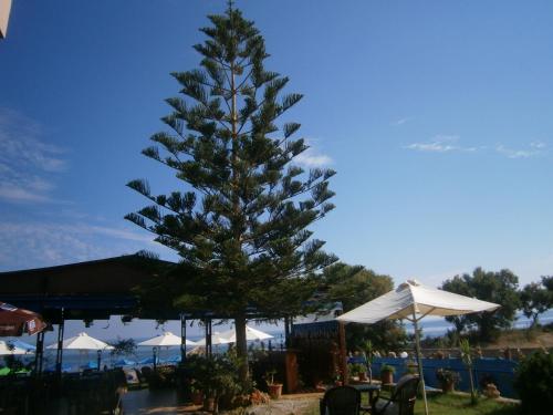 a large pine tree next to a pool with umbrellas at Blue Sky Taverna Apartments Kiki in Adelianos Kampos