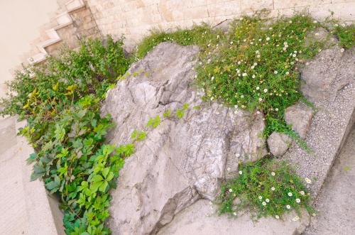 a large rock with white flowers and plants at Dubravcevic Residence in Tivat