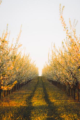 a row of apple trees in an orchard at TO TU Chańcza Mały Domek z Balią in Raków