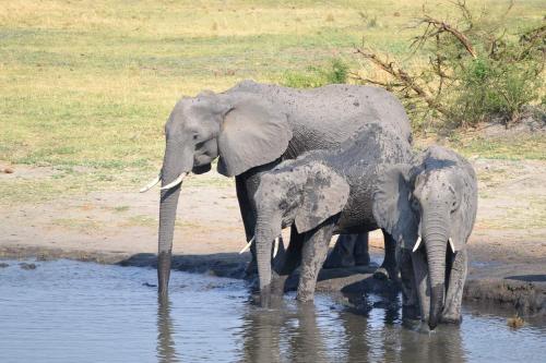 two adult elephants and a baby elephant standing in the water at Mwandi View in Kavimba