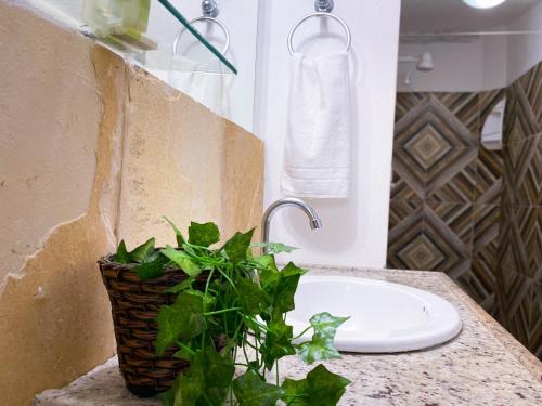 a bathroom with a sink and a plant on a counter at Casarão Jeri in Jericoacoara