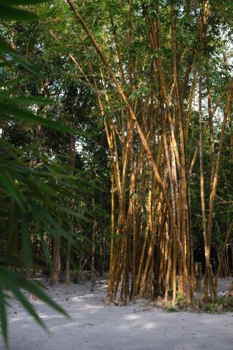 a row of bamboo trees with the sun shining through at Ashamaya Belitung (Dome Glamping Site) in Pasarbaru