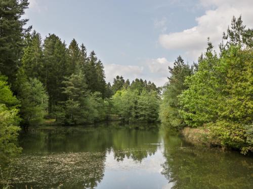 a river in the middle of a forest at Aneths Annex in Drybrook