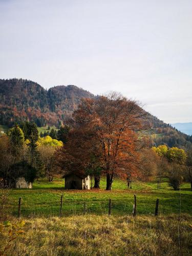 a barn in a field with a tree at Casa Zefìra in Feltre