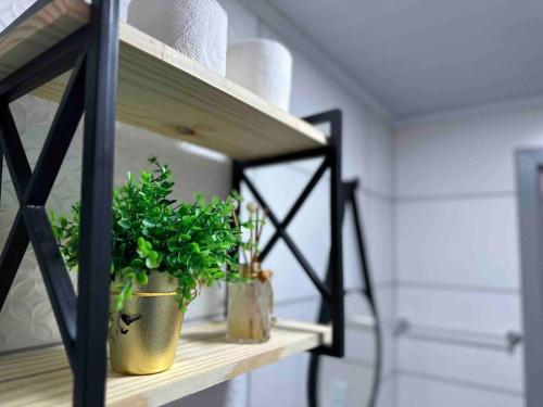 a shelf with potted plants on it in a room at Apartamento há 5 min do Centro de Criciúma. in Criciúma