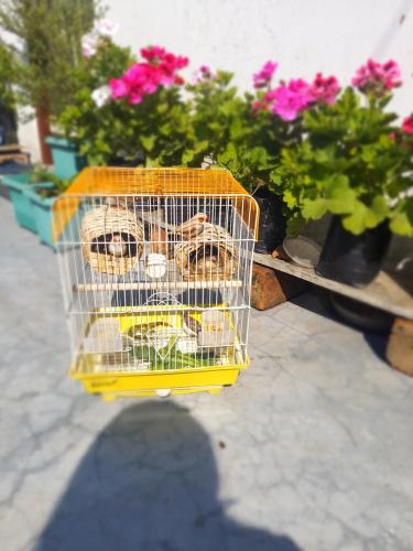 a yellow cage with a dog in it next to flowers at Langdak Homestay in Darjeeling