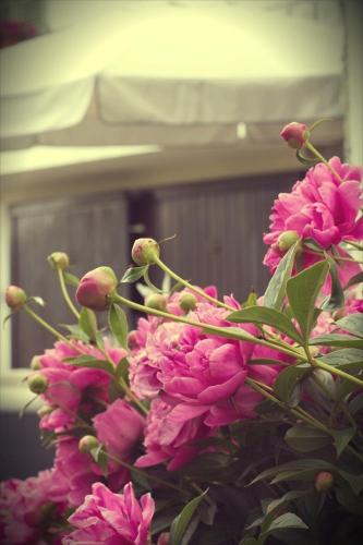 a bunch of pink flowers in a vase at Il Forno Dal 1922 in Bene Vagienna