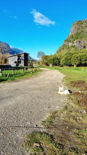 a dog laying on the side of a road at Cabaña en Llifen in Futrono