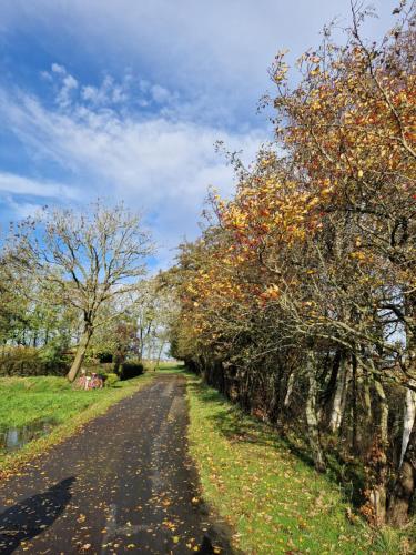 a dirt road with trees on the side of it at Ferienwohnung Sort Sol Grellsbülldeich 7 in Aventoft