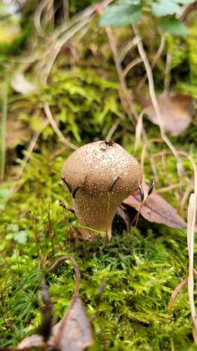 a small brown mushroom on the green grass at Level780 in Koszarawa