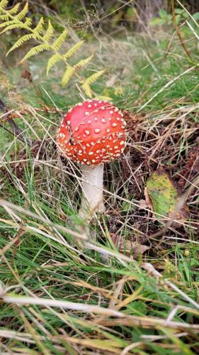 a small red and white mushroom in the grass at Level780 in Koszarawa