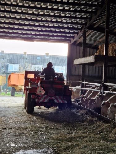 a person riding in a truck in a barn with cows at Mariahoeve in Rilland