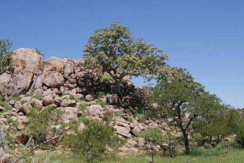 a rocky hill with two trees on top of it at Orpheus Inn in Kaneb Pos
