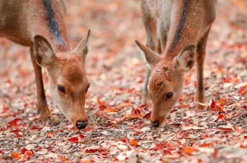 two deer are eating leaves on the ground at Henn na Hotel Nara in Nara