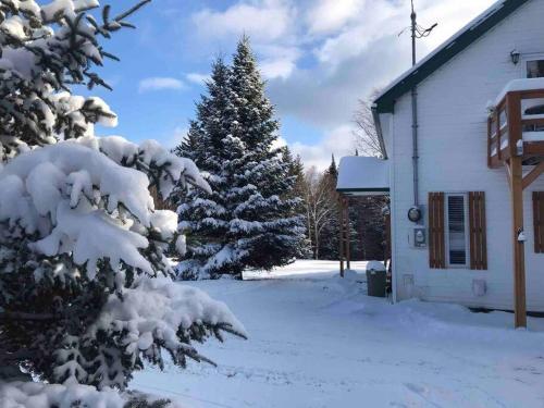 a snow covered christmas tree in front of a building at LE JAZZ- Chalet rustique/chic avec SPA in Notre-Dame-Des-Bois