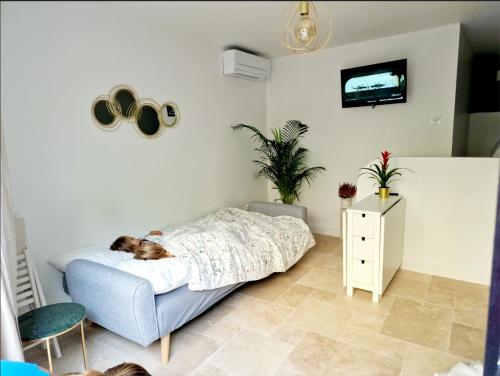 un chien allongé sur un lit dans une chambre dans l'établissement Studio Au bas des crêtes en bas de villa à La Ciotat proche de la mer et de Marseille, à La Ciotat