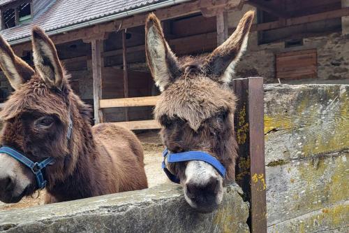 two donkeys are looking over a wooden fence at PAAL 162 - Tolle Aussicht, 2 Terasssen, Großes Grundstück in Stadl an der Mur