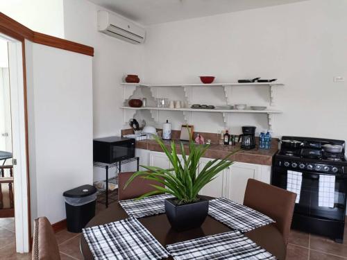 eine Küche mit einem Tisch und einer Pflanze darauf in der Unterkunft Casa Maya in San Ignacio