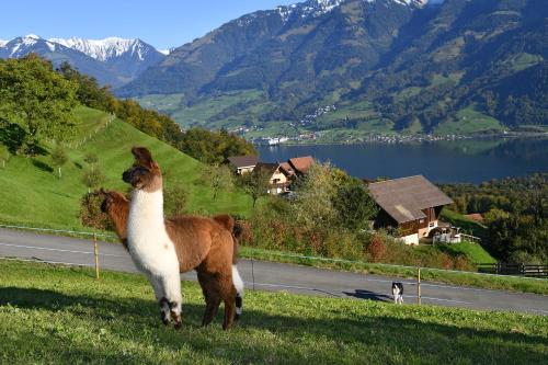 a brown and white goat standing on a field with a mountain at Ferienhaus auf dem Lamahof in Stalden