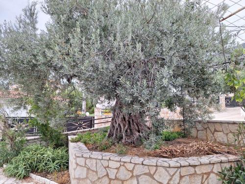 a large olive tree in a stone wall at Villa Elea in Tseréni