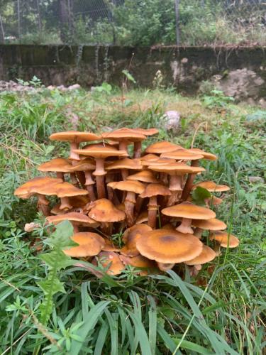 a group of mushrooms on a stump in the grass at Il Mulino di Valeria in Canzo