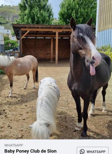 a horse with its tongue out next to a dog at Vacances en tout tranquillité à Vercorin in Vercorin