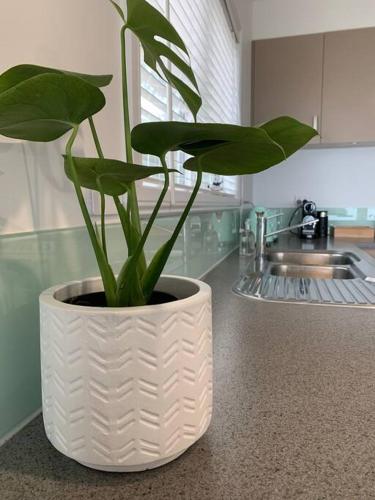 a plant in a white pot on a kitchen counter at Beachfront House - Hot Tub, Ocean Views, Private Beach Pathway in White Beach
