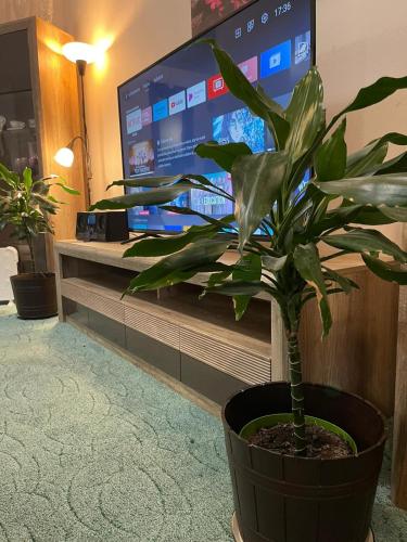 a plant in a pot in front of a tv at Veľký apartman in Karlova Ves
