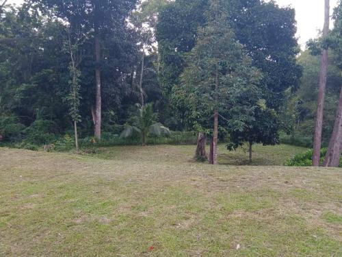 an open field with trees and grass in a park at Azli homestay in Tampin
