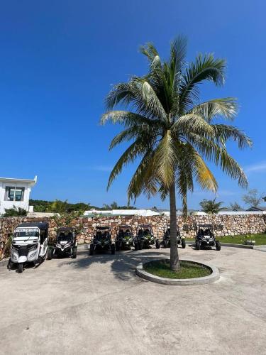 a palm tree in a parking lot with parked motorcycles at You&Me Resort in Koh Rong Island