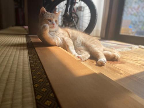 a cat laying on the floor in a room at Kizuna Guesthouse in Kizugawa