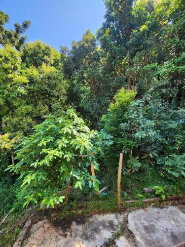 a group of trees in the middle of a forest at Sweet View Guesthouse in Koh Rong